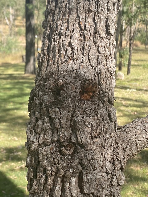 Árbol, Ladrar, Rostro, Naturaleza