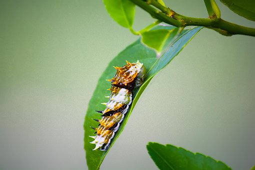 Oruga, Escarabajo, Insecto, Insecto