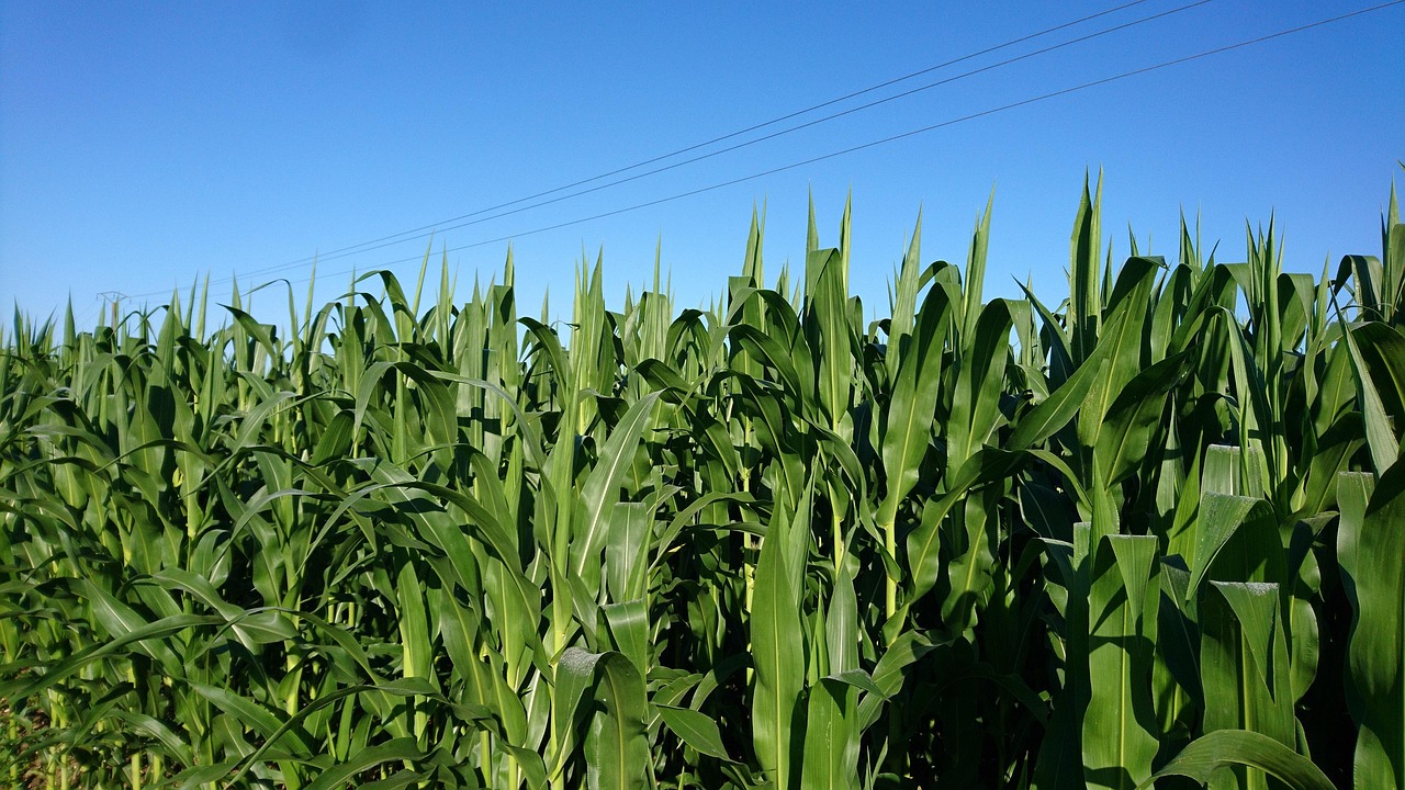 Corn Field Agriculture Free photo on Pixabay Pixabay