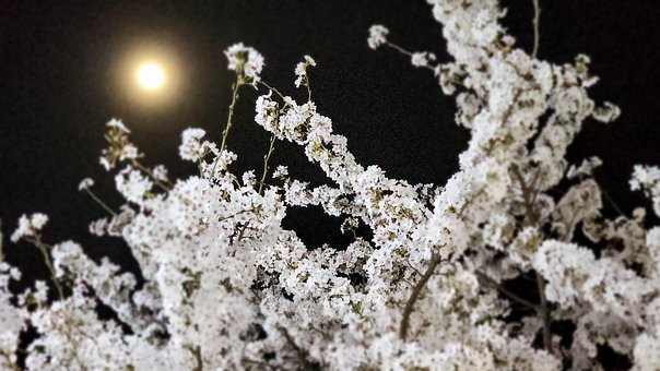 Kirschblüte, Natur, Mond