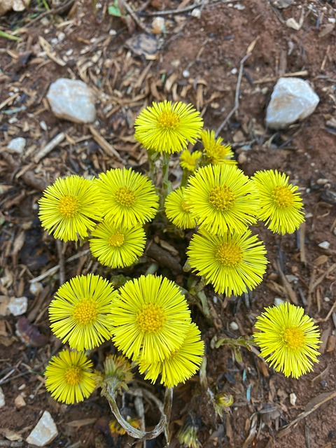 Free Yellow Flowers Spring photo and picture