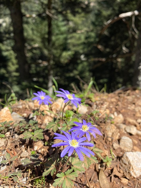 Free Purple Flower Blossom photo and picture