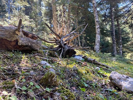 Free Forest Fallen Tree photo and picture