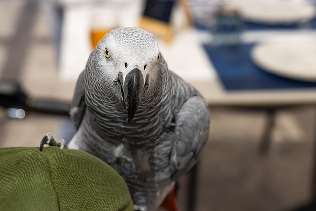 Vogel, Papegaai, Bek, Veren, Gevederte