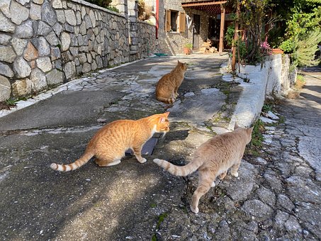 Free Cats Cats Outside photo and picture