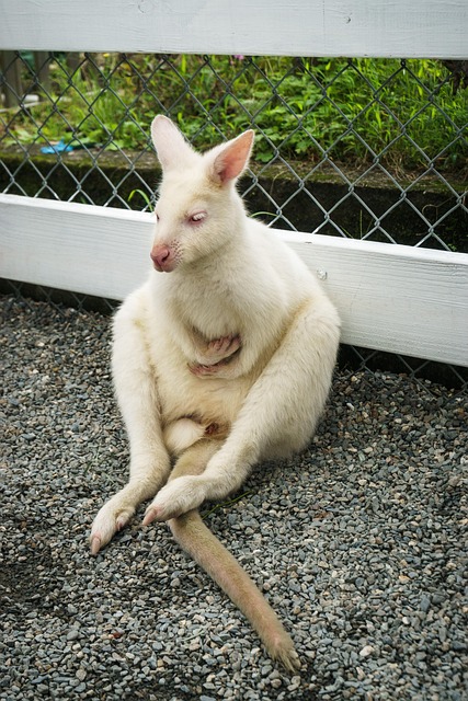 Alb, Animal, Cangur, Albinos, Drăguţ