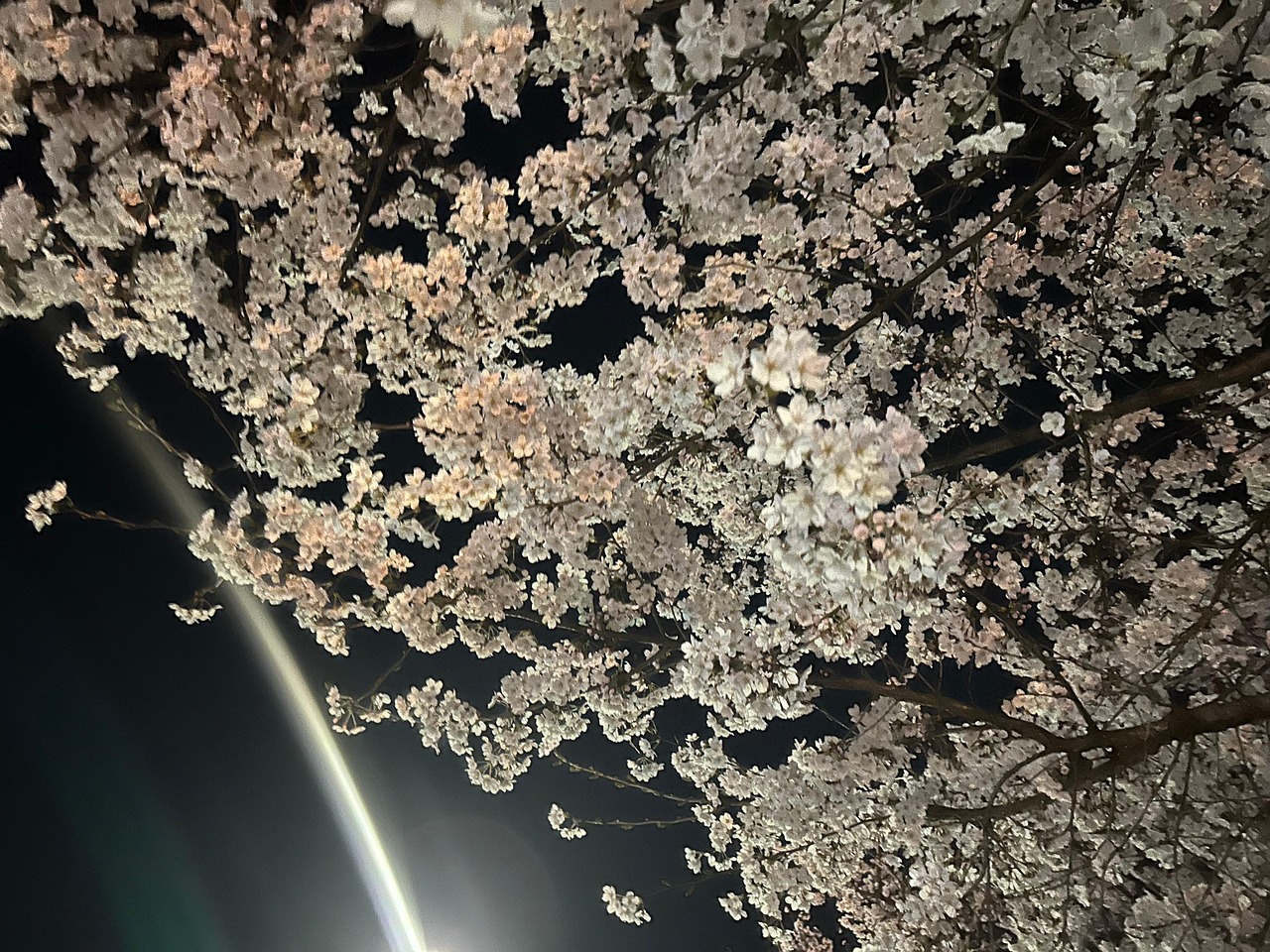 Les Cerisiers Fleurissent Aussi La Nuit