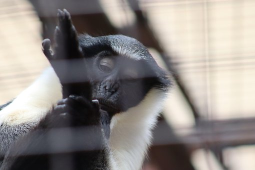 Free Monkey Black photo and picture