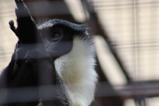Free Monkey Detail photo and picture