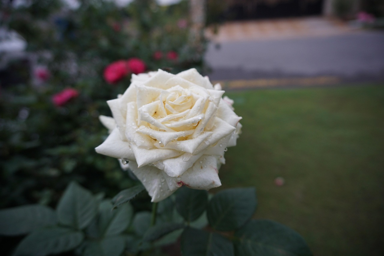 Flower White Rose - Free photo on Pixabay - Pixabay