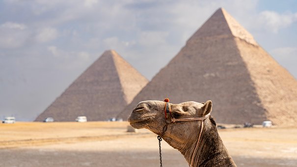 Kamel, Pyramide, Ägypten, Wüste, Tier