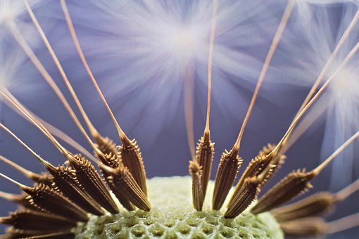 Free Dandelion Seeds Spring photo and picture