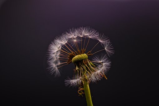 Free Dandelion Seeds Plant photo and picture
