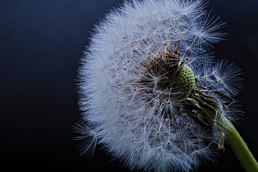 Free Dandelion Seeds Spring photo and picture