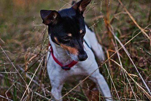 Free Rat Terrier Domestic Animal photo and picture