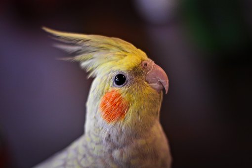 Free Bird Cockatiel photo and picture