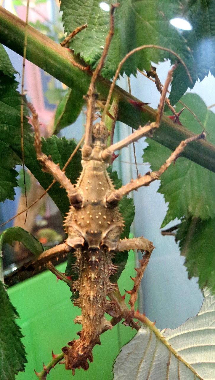Stick Insect Skin Stick Insect Camouflage - Free photo on Pixabay - Pixabay
