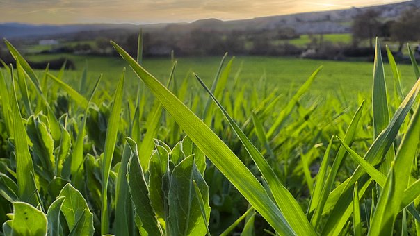 Free Green Nature photo and picture