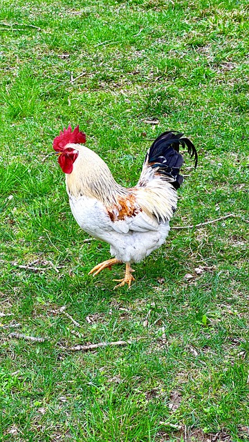 Free Animal Chicken photo and picture