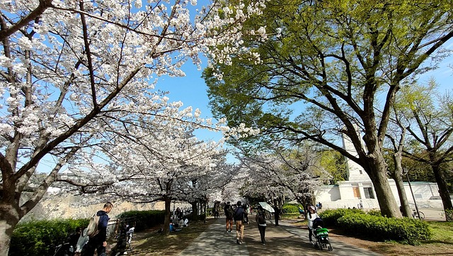 Free Cherry Blossoms Japan photo and picture
