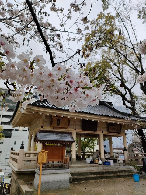 Free Cherry Blossoms Temple photo and picture