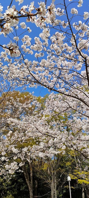 Free Cherry Blossoms Beautiful Flowers photo and picture