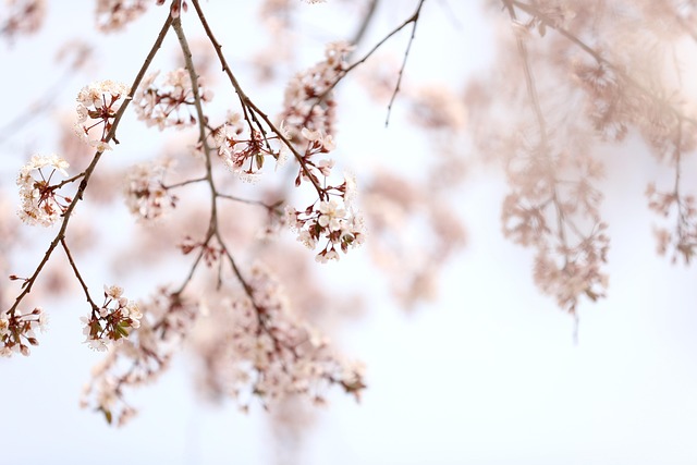 Flores, Hermosas Flores, Naturaleza
