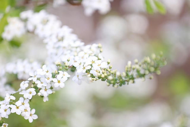 Prado, Flores, Flores Blancas, Primavera