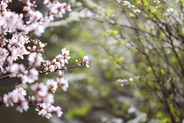 Flores, Flor De Ciruelo, Primavera