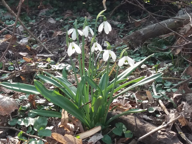 Free Snowdrops Spring Sunshine photo and picture