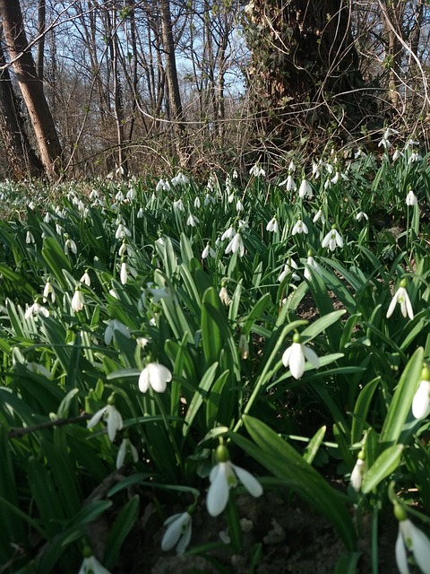 Free Snowdrops Spring Sunshine photo and picture