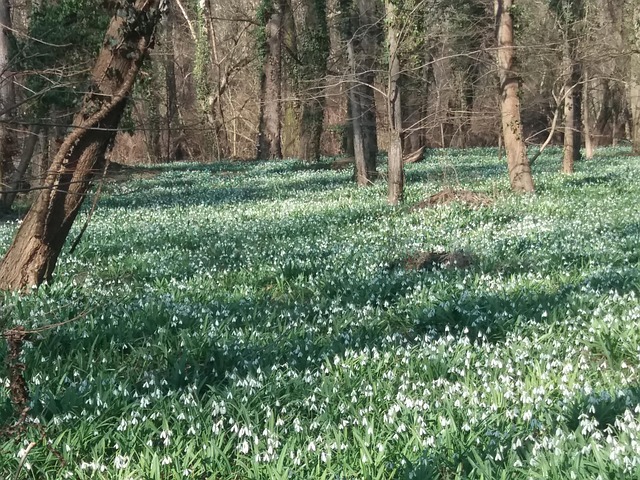 Free Snowdrops Spring Sunshine photo and picture
