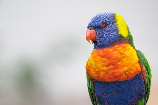 Download free HD stock image of Rainbow Lorikeet Parrot Free Rainbow Lorikeet Parrot photo and picture