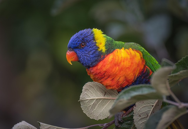 Free Rainbow Lorikeet Parrot photo and picture
