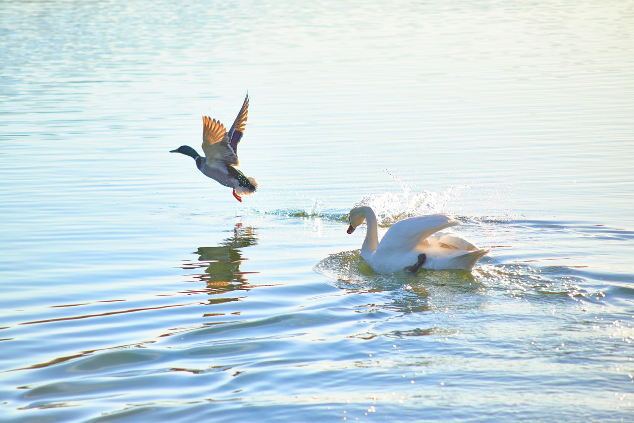 Birds - free online jigsaw puzzle photo