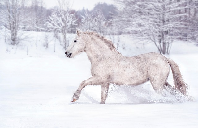 Free Horse Winter photo and picture Free Horse Winter photo and picture