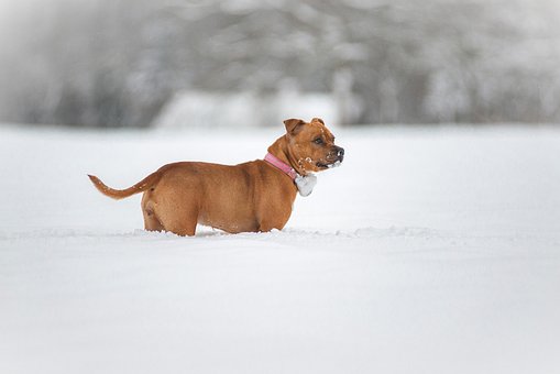 Free Dog Pet photo and picture