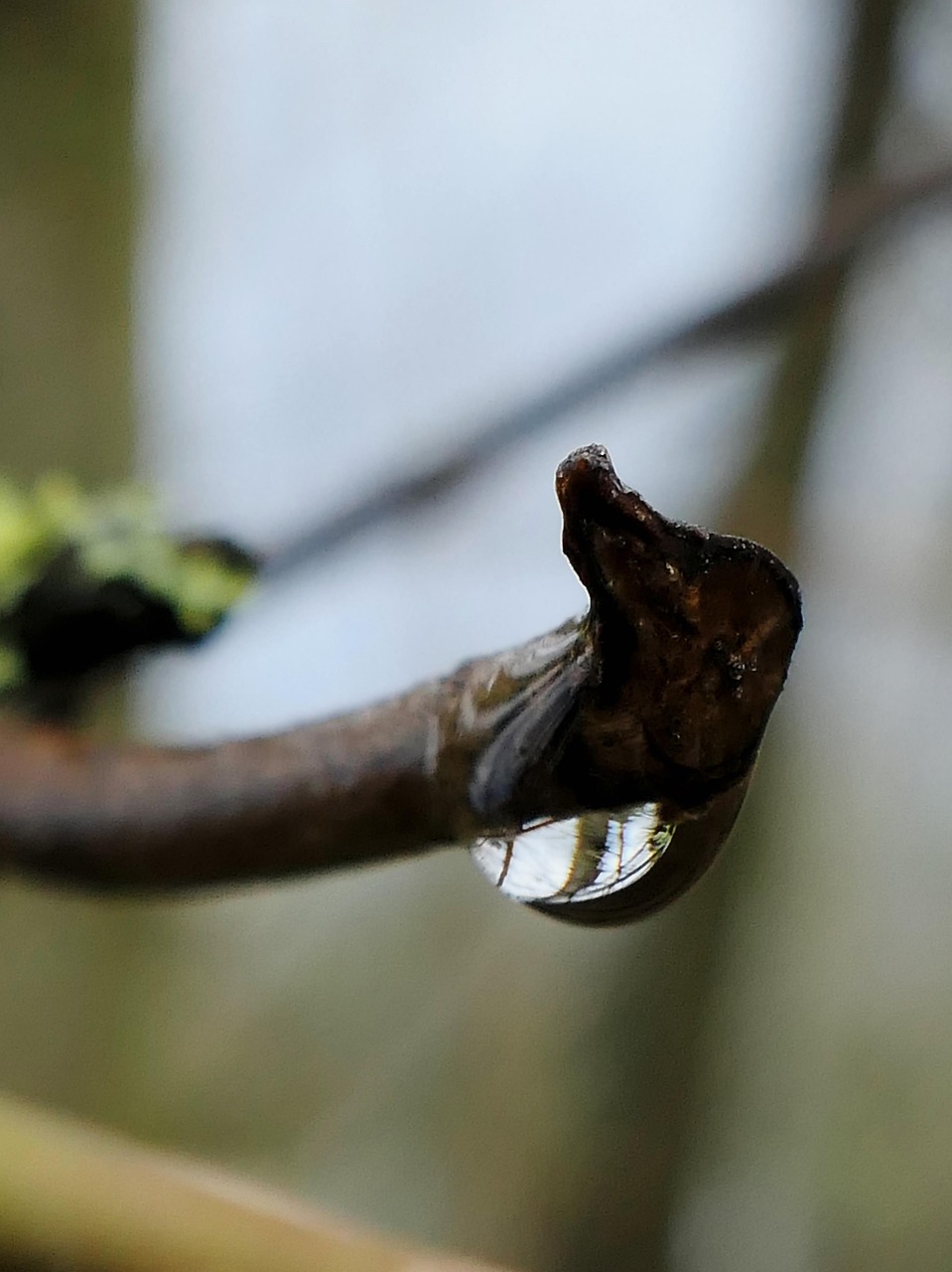 Rhode Spring Drop Drop Waterdrop Raindrop - Free photo on Pixabay - Pixabay