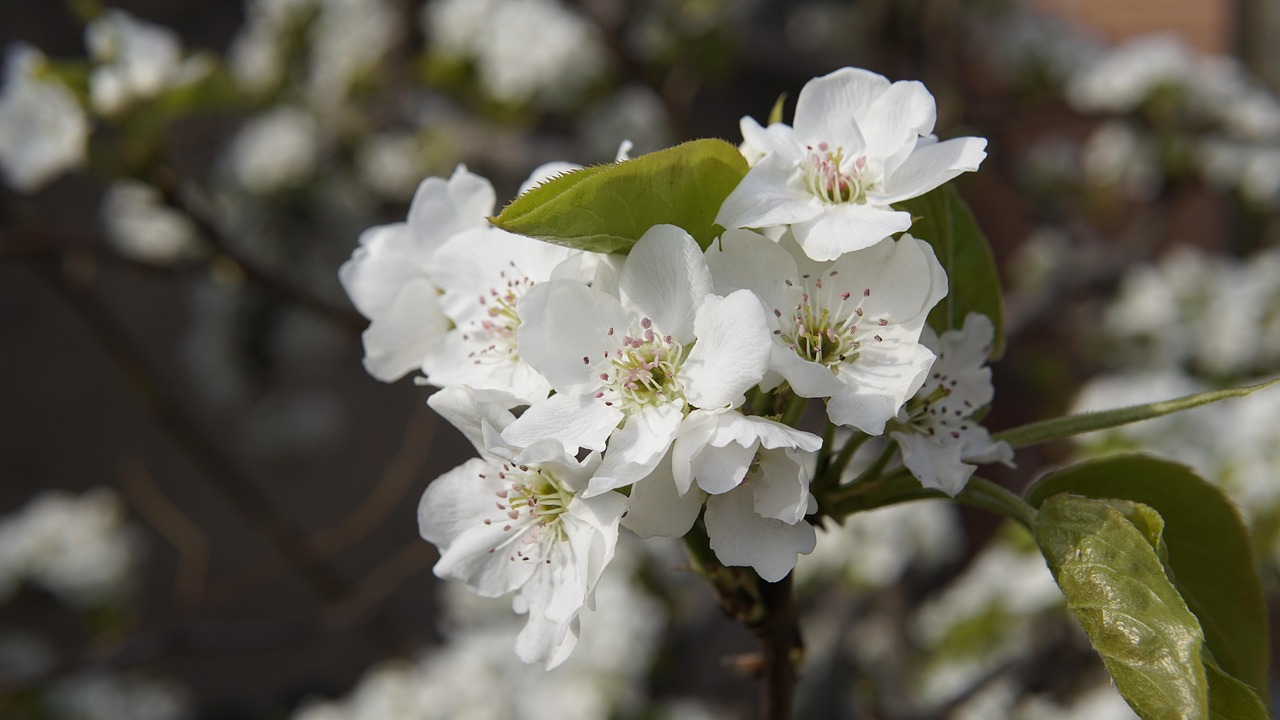 春天 梨花 植物学 - Pixabay上的免费照片 - Pixabay