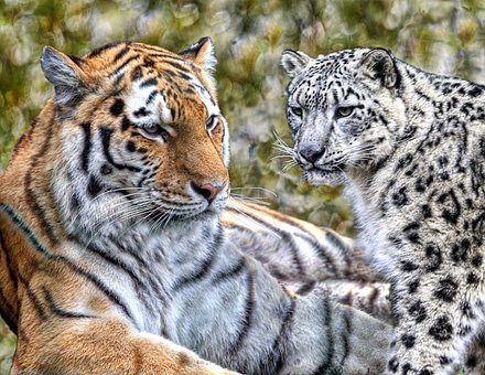 Free Tiger Snow Leopard photo and picture