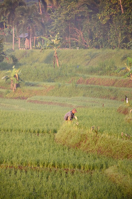 Free Boro Desa photo and picture