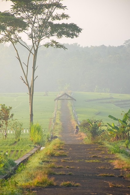 Free Boro Desa photo and picture
