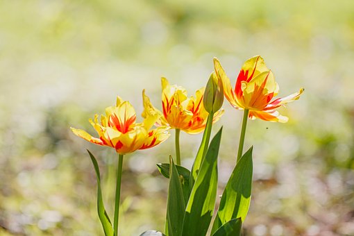 Tulpen, Blumen, Frühling, Natur, Garten