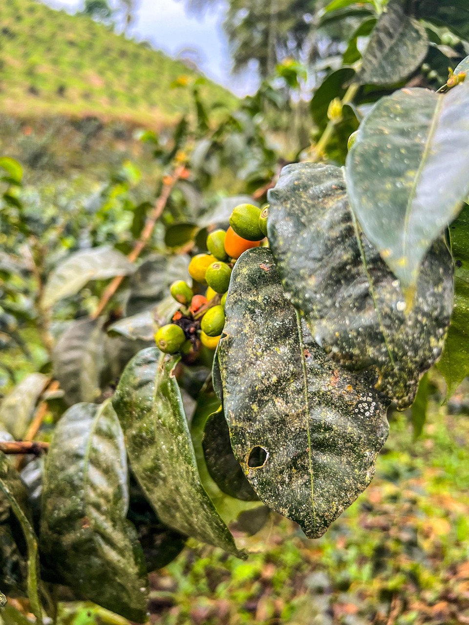 Fruit Tree Leaves Free photo on Pixabay