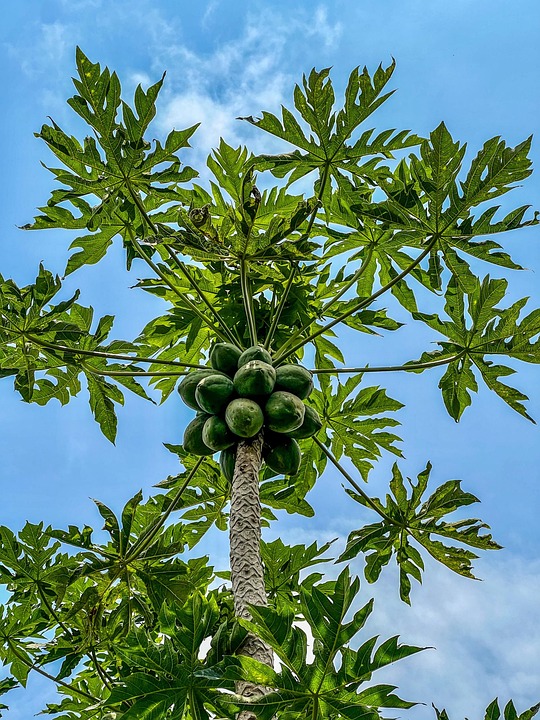 Fruit Tree Leaves Free photo on Pixabay