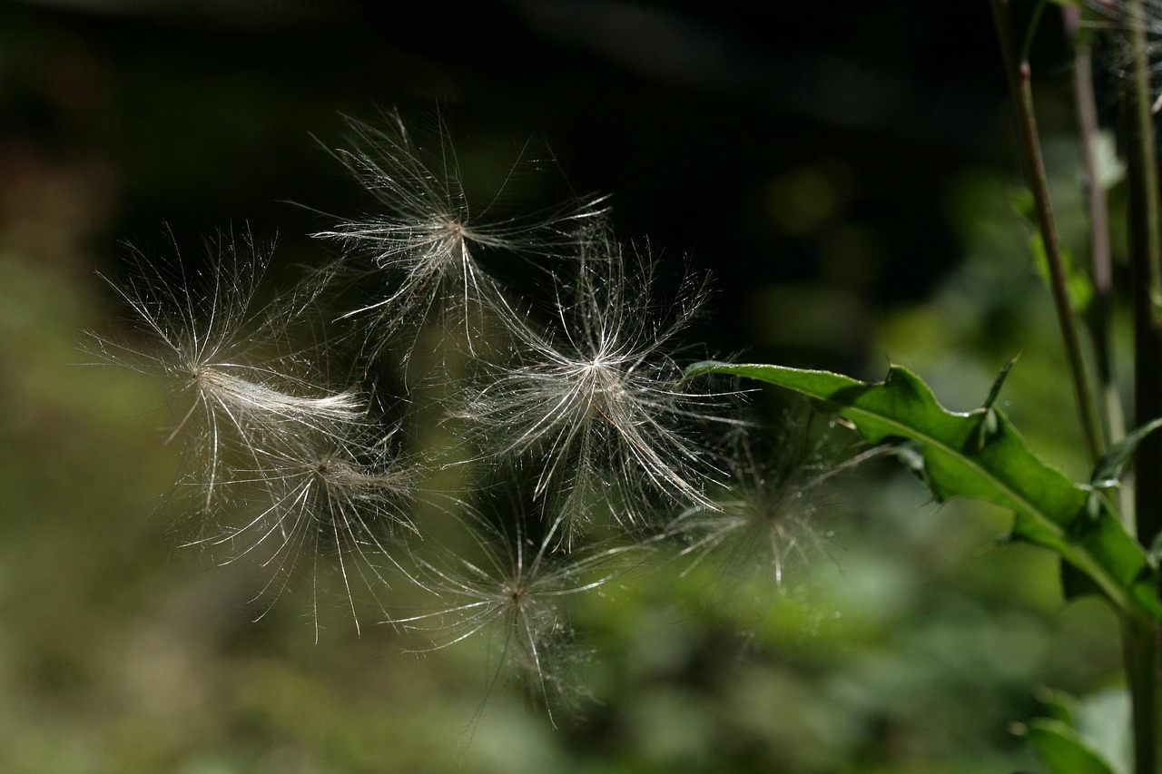 植物 飞行的种子 植物群 - Pixabay上的免费照片 - Pixabay