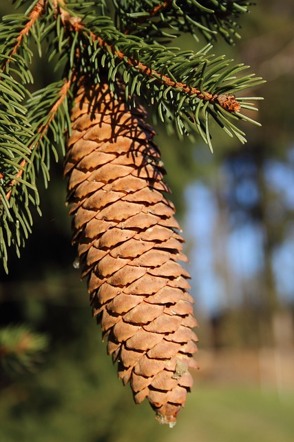 Free Spruce Cone Spruce photo and picture