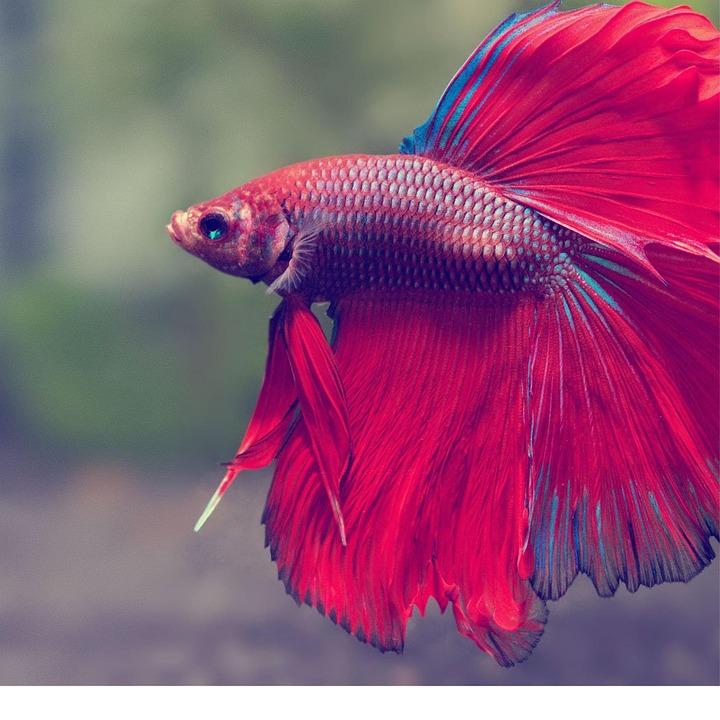 Https Bettafishinfo Com - Photo gratuite sur Pixabay - Pixabay