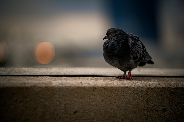 Free Bird Nature photo and picture