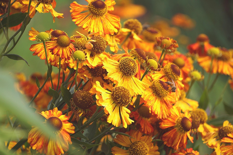 Bee Pollination Flowers - Free photo on Pixabay - Pixabay
